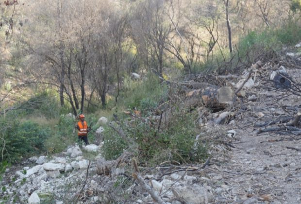 שיקום נחל אחוזה מנזקי השריפה